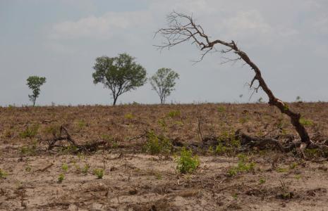 5 ways to fight deforestation