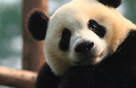DONATE TO WWF