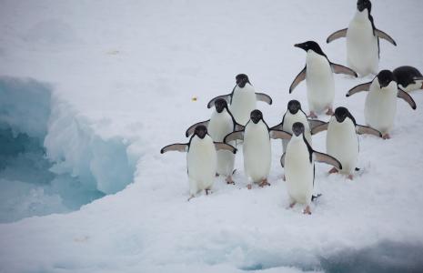 Save wildlife. Fight climate change.