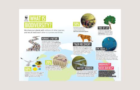 What is Biodiversity?