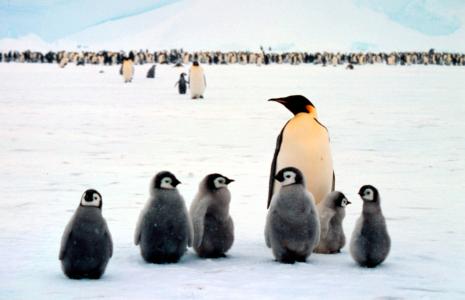 Top 10 facts about emperor penguins