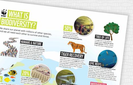 Biodiversity Poster