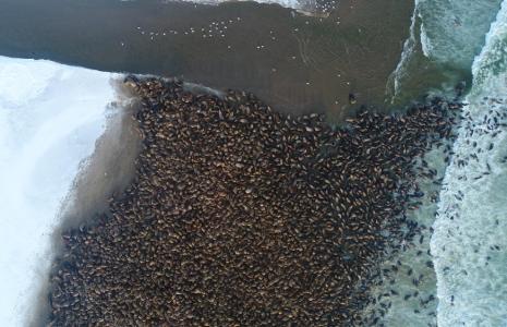 Help us count walrus