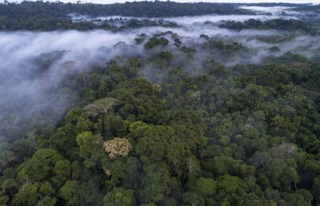 Top facts about the Amazon