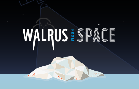 Walrus from space