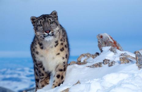 Save Wildlife. Fight climate change.