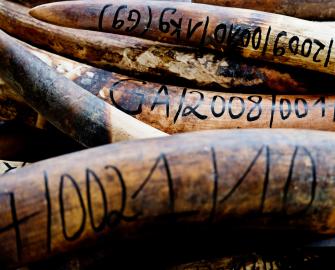 Illegal Wildlife Trade
