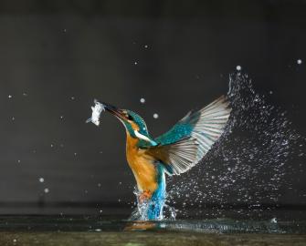 WWF Talks Biomimicry