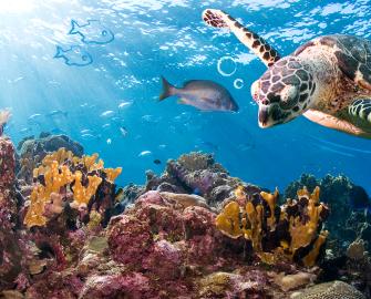 Catch up: Focus on Oceans