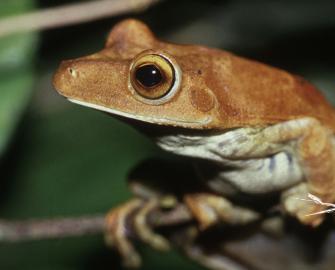 Catch up: Biomimicry