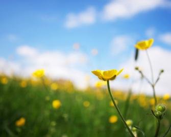 Learn more about our partnership with BOTANICA BY AIR WICK