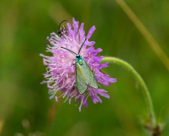 Learn more about the importance of wildflowers