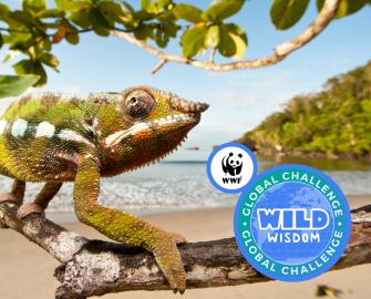 Take the Wild Wisdom Challenge