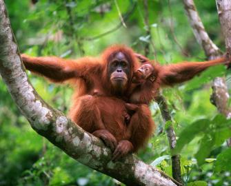 Adopt an animal with WWF