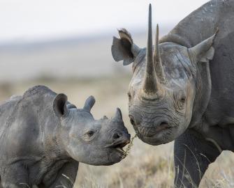 Kenya's black rhinos