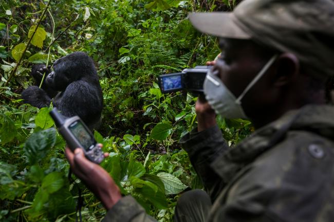 People with gorillas