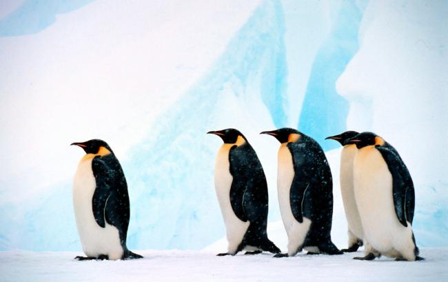 Emperor penguin Group against background of blue ice