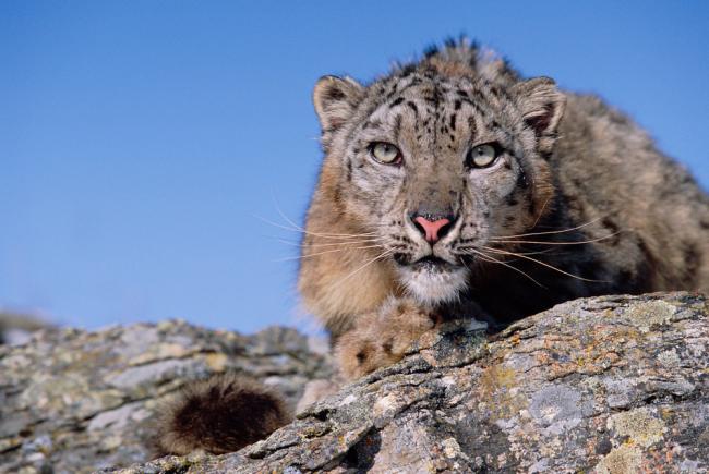 Snow leopard sitting on a rock
