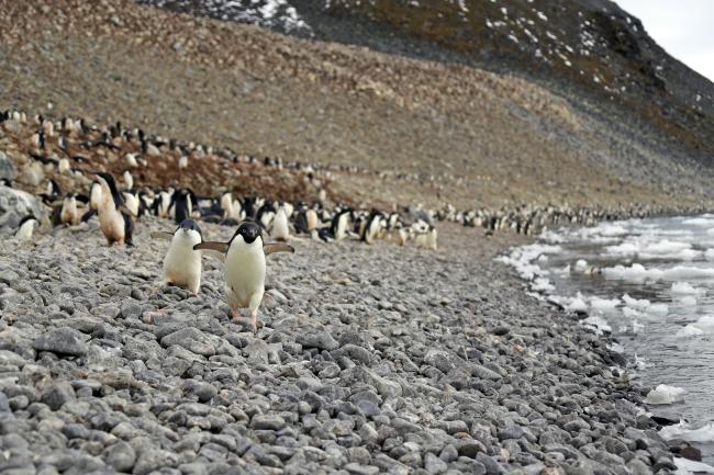 Adelie penguins on a rocky beach, Antarctic.