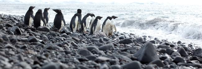 Adelie penguins standing on rocky coast, Antarctica.