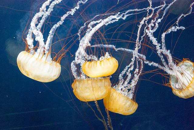 Jellyfish