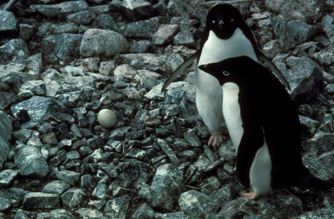 Adelie penguin pair with their egg in the nest