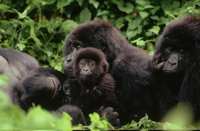 Mountain gorilla family resting, Virunga National Park, Democratic Republic of Congo