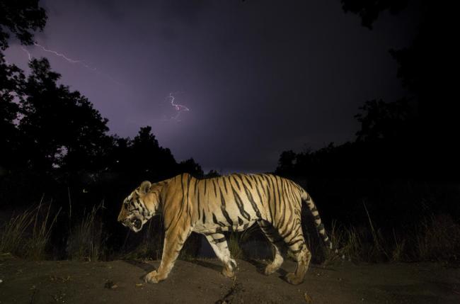 Bengal tiger (Panthera tigris tigris) walking at night