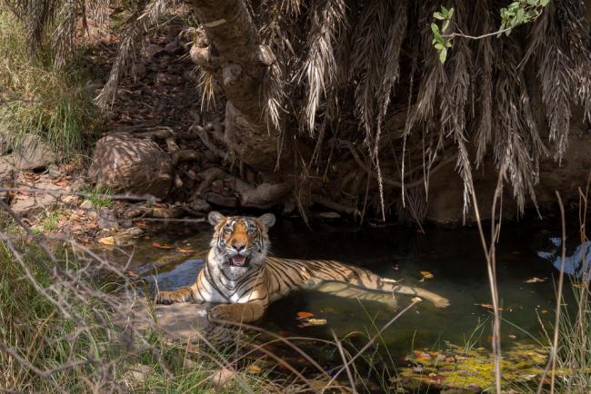 A tiger (Panthera tigris) resting in a watering hole.