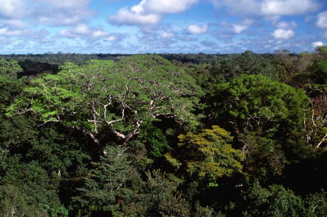 Amazon upland rainforest with (Dinizia excelsa) tree, Caxiuana NF, Para, Brazil