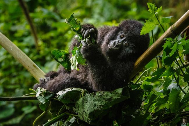 Mountain Gorilla (Gorilla beringei beringei) in the Virunga National Park, Democratic Republic of the Congo.jpg