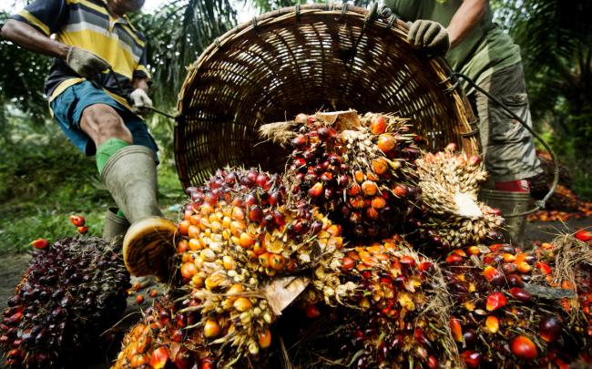 Palm Oil - palm fruit, having been harvested is piled up in order to be weighed.