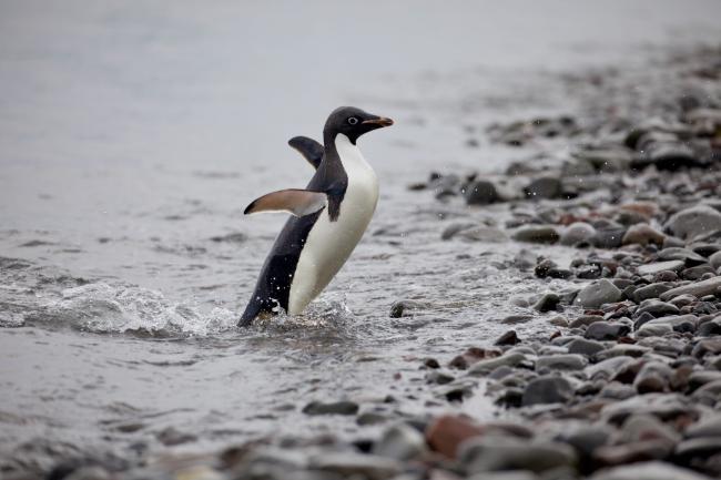 Adelie penguin coming back to shore, Antarctic Peninsula, January 2018.