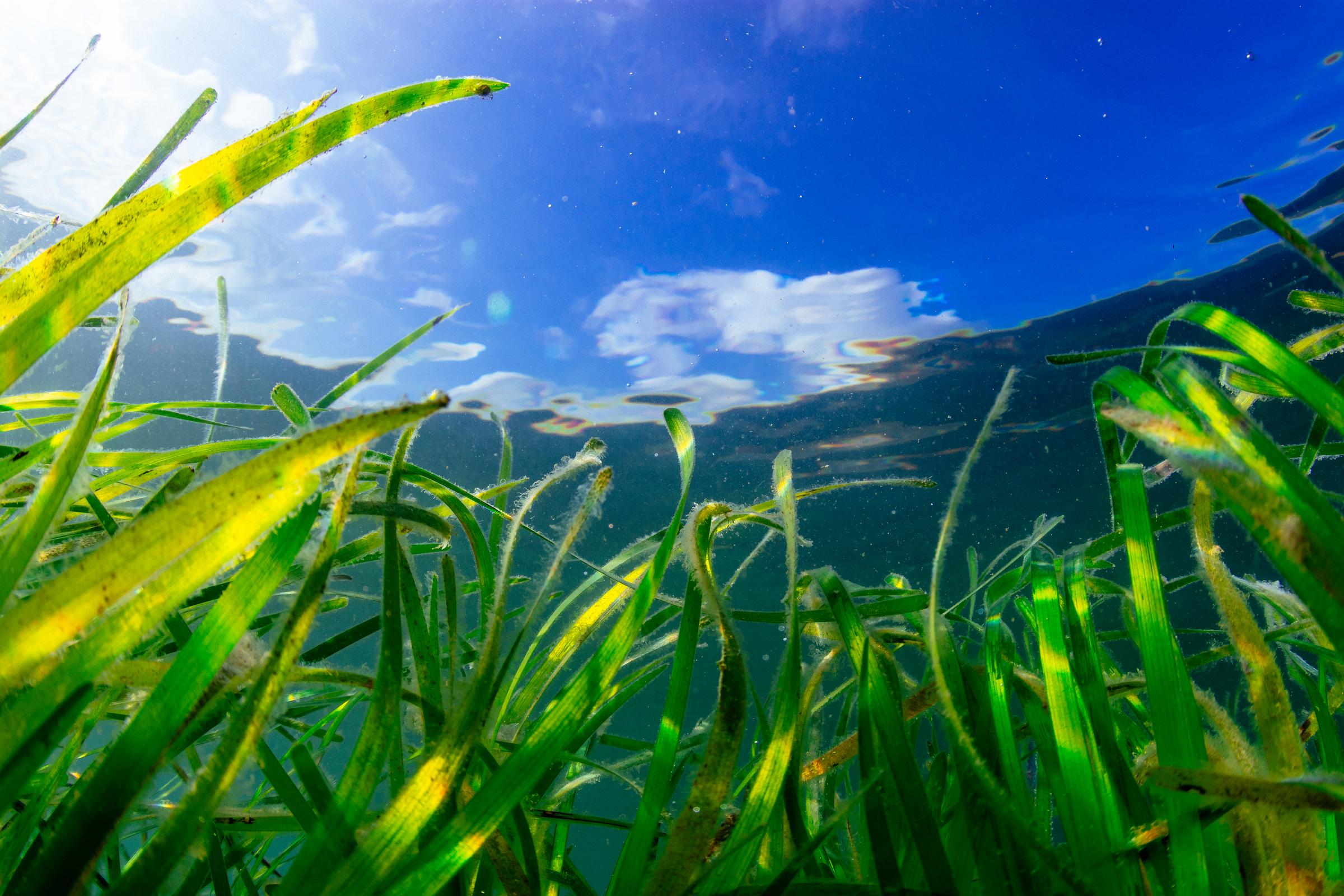 seagrass in wales