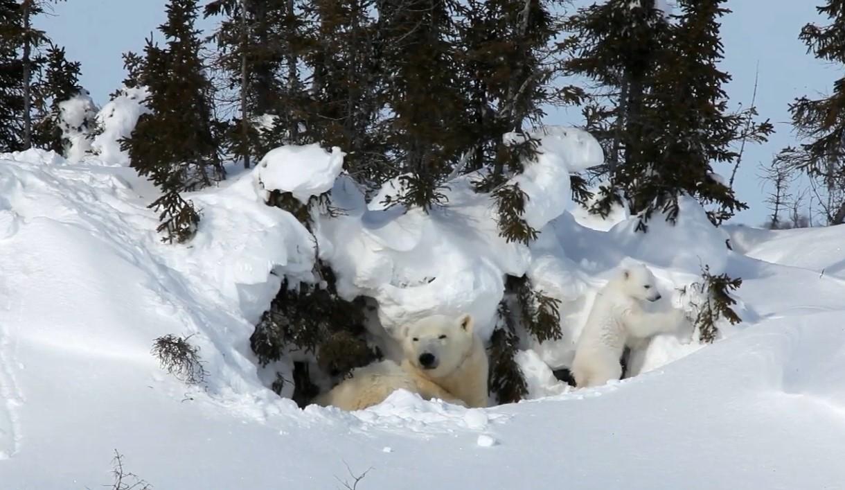 Polar bear video still