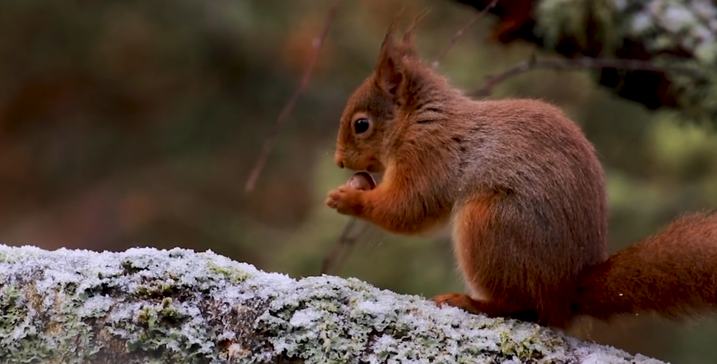 Winter Squirel