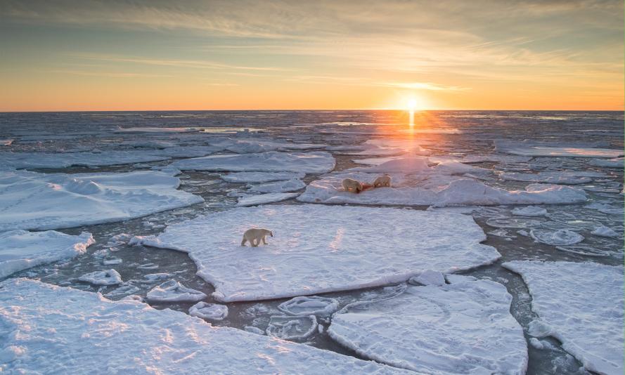 Polar bears walking across melting ice Polar bears walking across melting ice