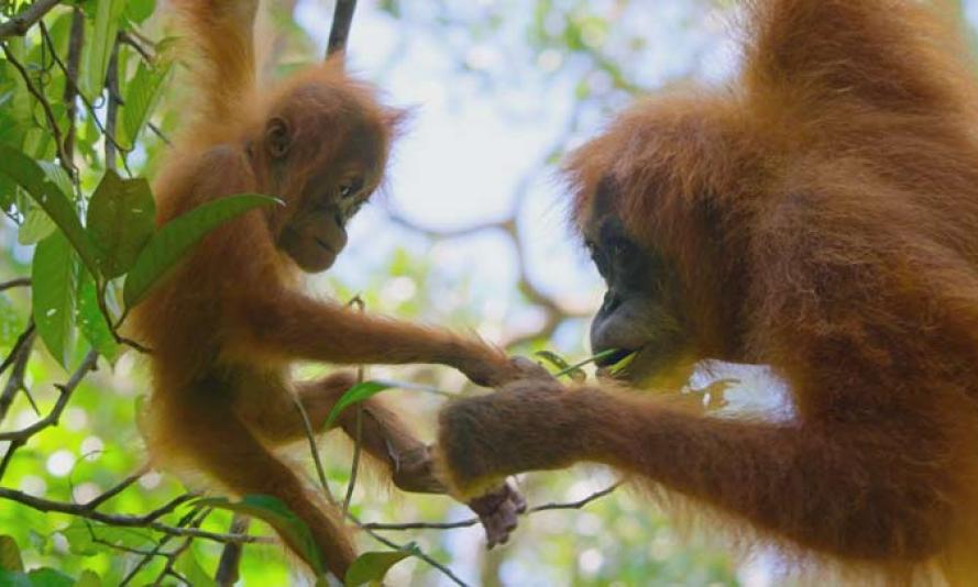 An orangutan and its mother
