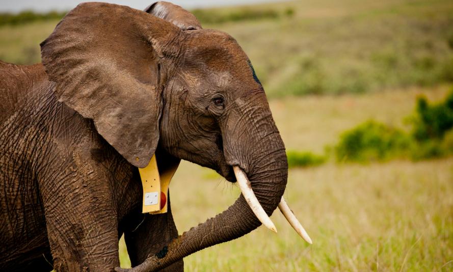 A recently GPS collared African elephant ( Loxodonta africana ) stands up in the Masai Mara reserve, Kenya.