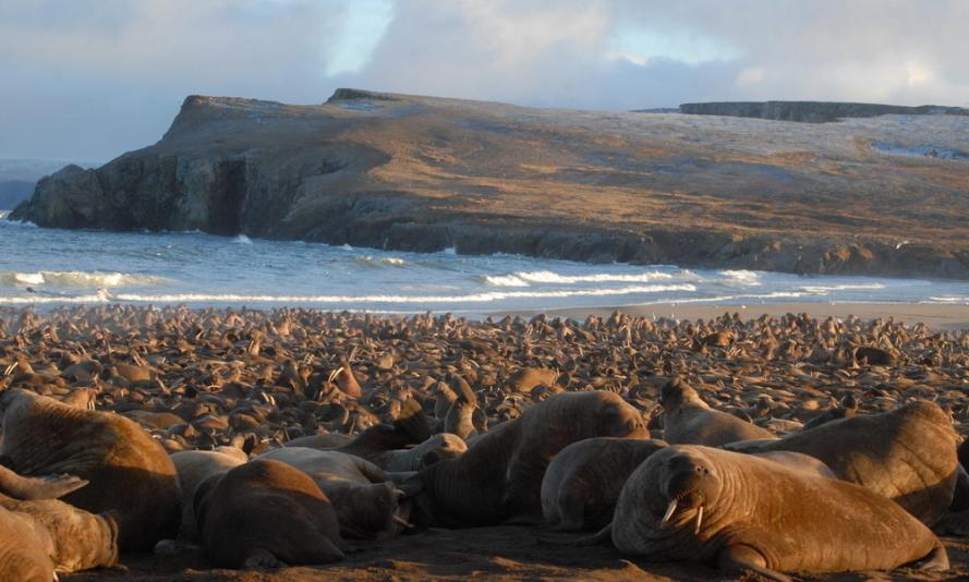 Pacific walruses Pacific walruses spend spring and summer feeding over the shallow continental shelf
