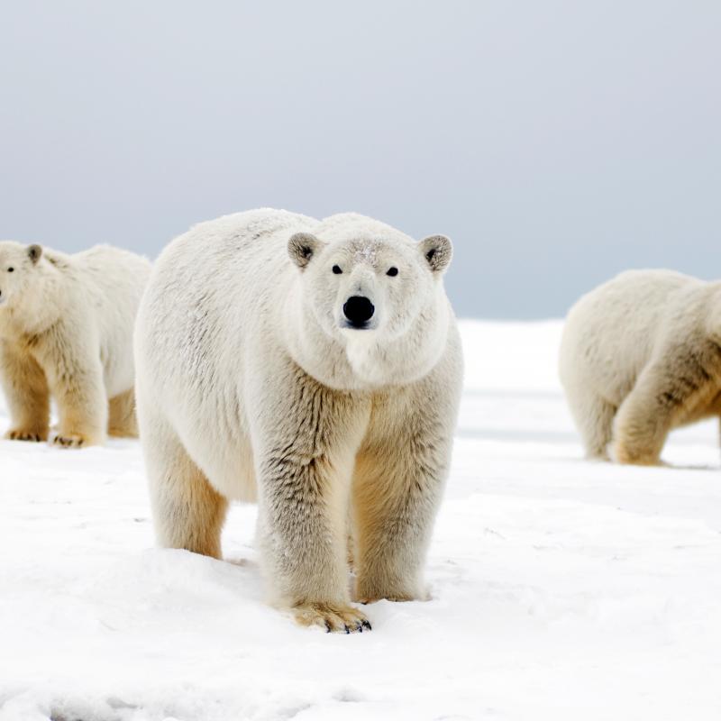 Polar bears and their retreating habitat essay