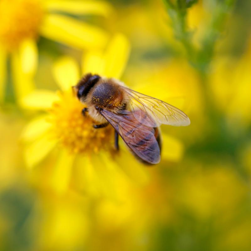 A honey bee rests on a flower. Wimbledon Common, UK.