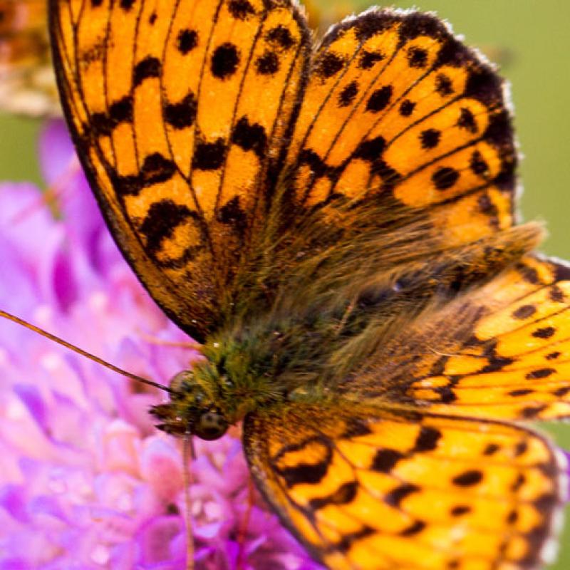 Welsh Government consultation response, butterfly