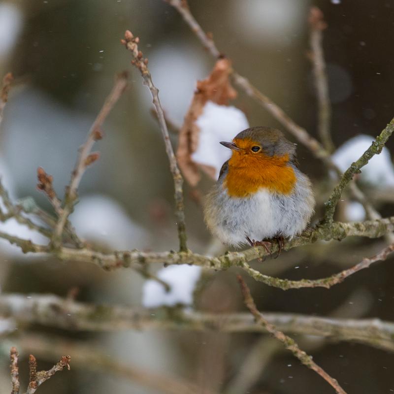 European robin (Erithacus rubecula)