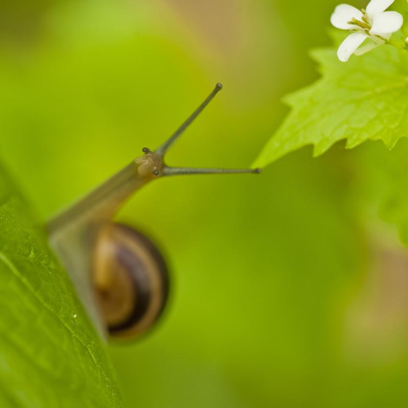 Snail (Gastropoda) on garlic mustard (Alliaria petiolata) leaves