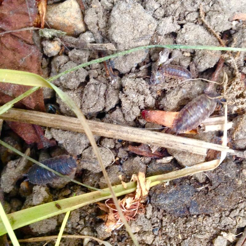Garden Woodlice