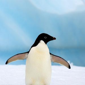 Adelie penguin (Pygoscelis Adeliae) on glacial ice along the western Antarctic Peninsula, Southern Ocean