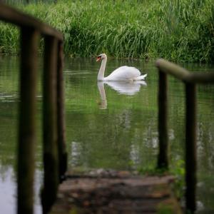Swan on a river in the UK