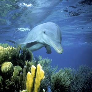Sociable wild Bottlenose dolphin