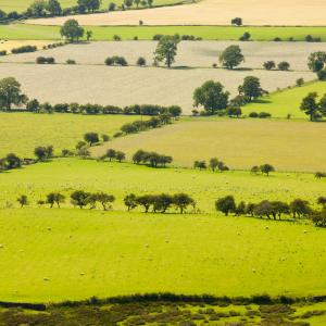 Fields below Pendle Hill in the Ribble Valley near Clitheroe, Lancashire, UK.